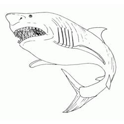 Dessins à colorier: Requin - Coloriages à imprimer