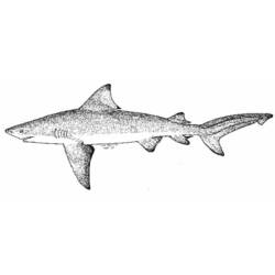 Dessin à colorier: Requin (Animaux) #14853 - Coloriages à Imprimer Gratuits