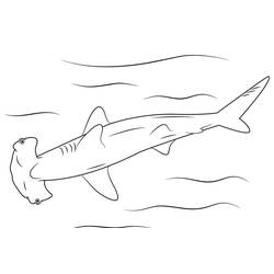 Dessin à colorier: Requin Marteau (Animaux) #221020 - Coloriages à Imprimer Gratuits