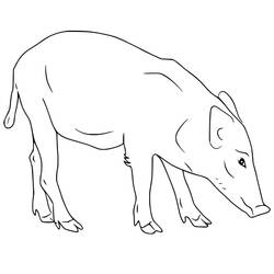 Dessin à colorier: Sanglier (Animaux) #205356 - Coloriages à Imprimer Gratuits