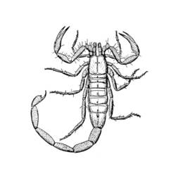 Dessin à colorier: Scorpion (Animaux) #14543 - Coloriages à Imprimer Gratuits