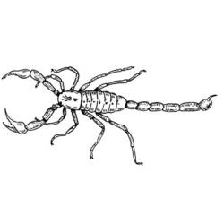 Dessin à colorier: Scorpion (Animaux) #14544 - Coloriages à Imprimer Gratuits
