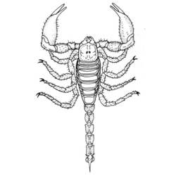 Dessin à colorier: Scorpion (Animaux) #14590 - Coloriages à Imprimer Gratuits