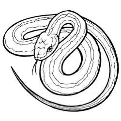 Dessin à colorier: Serpent (Animaux) #14361 - Coloriages à imprimer