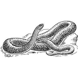 Dessin à colorier: Serpent (Animaux) #14378 - Coloriages à imprimer