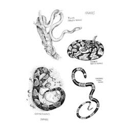 Dessin à colorier: Serpent (Animaux) #14398 - Coloriages à Imprimer Gratuits