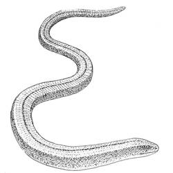 Dessin à colorier: Serpent (Animaux) #14468 - Coloriages à Imprimer Gratuits