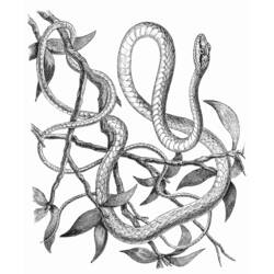Dessin à colorier: Serpent (Animaux) #14469 - Coloriages à Imprimer Gratuits