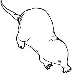 Dessin à colorier: Taupe (Animaux) #210782 - Coloriages à Imprimer Gratuits