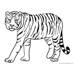 Dessin à colorier: Tigre (Animaux) #13591 - Coloriages à Imprimer Gratuits