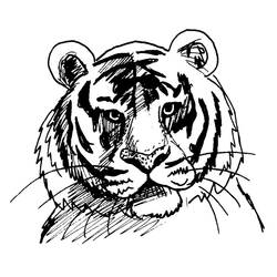 Dessin à colorier: Tigre (Animaux) #13610 - Coloriages à Imprimer Gratuits