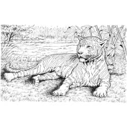Dessin à colorier: Tigre (Animaux) #13742 - Coloriages à Imprimer Gratuits