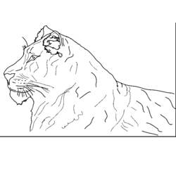 Dessin à colorier: Tigre (Animaux) #13758 - Coloriages à Imprimer Gratuits