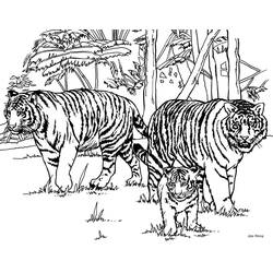 Coloriage Tigre (Animaux) #174905 à imprimer et colorier