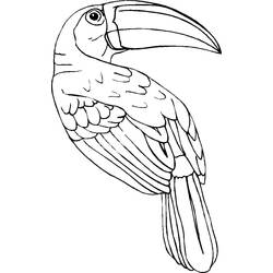 Dessin à colorier: Toucan (Animaux) #197556 - Coloriages à Imprimer Gratuits