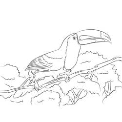 Dessin à colorier: Toucan (Animaux) #197561 - Coloriages à Imprimer Gratuits