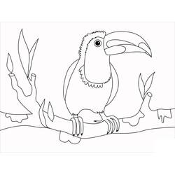 Dessin à colorier: Toucan (Animaux) #197565 - Coloriages à Imprimer Gratuits