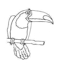 Dessin à colorier: Toucan (Animaux) #197571 - Coloriages à Imprimer Gratuits