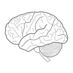 Dessin à colorier: Cerveau Humain (Apprentissage et Éducation) #185387 - Coloriages à Imprimer Gratuits