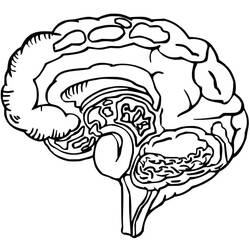 Dessin à colorier: Cerveau Humain (Apprentissage et Éducation) #185388 - Coloriages à Imprimer Gratuits