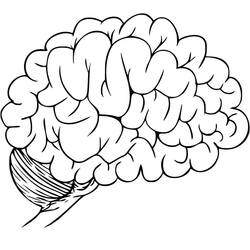 Dessin à colorier: Cerveau Humain (Apprentissage et Éducation) #185390 - Coloriages à Imprimer Gratuits