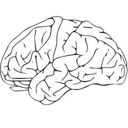 Dessin à colorier: Cerveau Humain (Apprentissage et Éducation) #185391 - Coloriages à Imprimer Gratuits