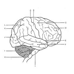 Dessin à colorier: Cerveau Humain (Apprentissage et Éducation) #185392 - Coloriages à Imprimer Gratuits