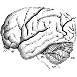 Dessin à colorier: Cerveau Humain (Apprentissage et Éducation) #185395 - Coloriages à Imprimer Gratuits