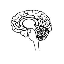 Dessin à colorier: Cerveau Humain (Apprentissage et Éducation) #185396 - Coloriages à Imprimer Gratuits
