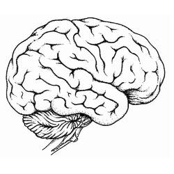 Dessin à colorier: Cerveau Humain (Apprentissage et Éducation) #185397 - Coloriages à Imprimer Gratuits