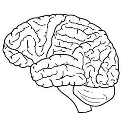 Dessin à colorier: Cerveau Humain (Apprentissage et Éducation) #185398 - Coloriages à Imprimer Gratuits