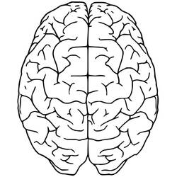 Dessin à colorier: Cerveau Humain (Apprentissage et Éducation) #185400 - Coloriages à Imprimer Gratuits
