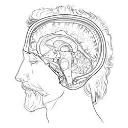 Dessin à colorier: Cerveau Humain (Apprentissage et Éducation) #185401 - Coloriages à Imprimer Gratuits