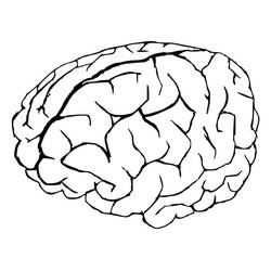 Dessin à colorier: Cerveau Humain (Apprentissage et Éducation) #185402 - Coloriages à Imprimer Gratuits