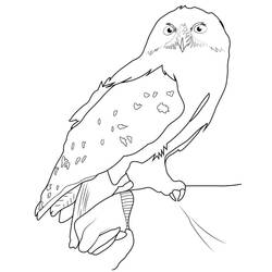 Coloriage Harry Potter (Films et Séries TV) #173757 à imprimer et colorier