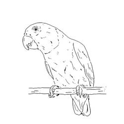 Dessins à colorier: Sénégal - Coloriages à Imprimer Gratuits
