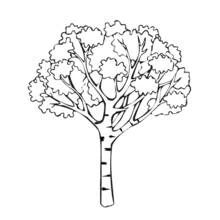 Dessin à colorier: Arbre (Nature et saisons) #154671 - Coloriages à Imprimer Gratuits