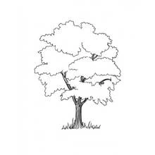 Dessin à colorier: Arbre (Nature et saisons) #154760 - Coloriages à Imprimer Gratuits