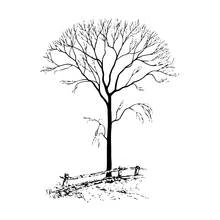Dessin à colorier: Arbre (Nature et saisons) #154769 - Coloriages à Imprimer Gratuits