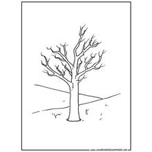 Dessin à colorier: Arbre (Nature et saisons) #154777 - Coloriages à Imprimer Gratuits