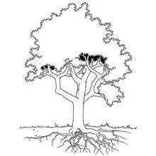 Dessin à colorier: Arbre (Nature et saisons) #154887 - Coloriages à Imprimer Gratuits