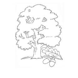 Coloriage Arbre (Nature et saisons) #190437 à imprimer et colorier