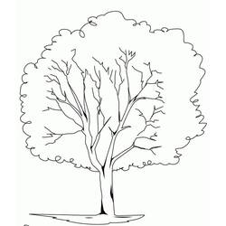 Dessin à colorier: Arbre (Nature et saisons) #190462 - Coloriages à Imprimer Gratuits