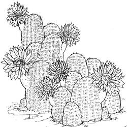 Dessin à colorier: Cactus (Nature et saisons) #170834 - Coloriages à Imprimer Gratuits