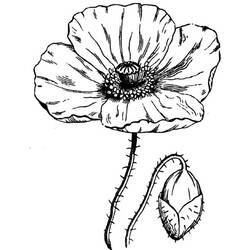Dessin à colorier: Coquelicot (Nature et saisons) #162446 - Coloriages à Imprimer Gratuits