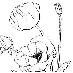 Dessin à colorier: Coquelicot (Nature et saisons) #162449 - Coloriages à Imprimer Gratuits