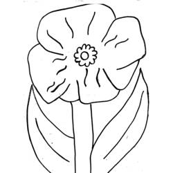 Dessin à colorier: Coquelicot (Nature et saisons) #162455 - Coloriages à Imprimer Gratuits
