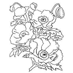 Dessin à colorier: Coquelicot (Nature et saisons) #162457 - Coloriages à Imprimer Gratuits