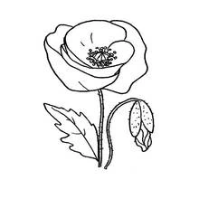 Dessins à colorier: Coquelicot - Coloriages à Imprimer Gratuits