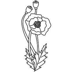Dessin à colorier: Coquelicot (Nature et saisons) #162463 - Coloriages à Imprimer Gratuits